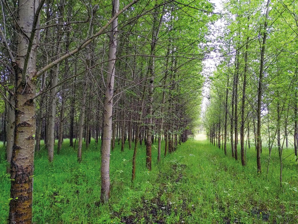 Des friches agricoles aux peupliers hybrides, peut-on accroitre la ...